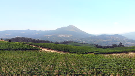Massive-vineyard-with-Senhora-da-Graça-mountain-as-a-backdrop