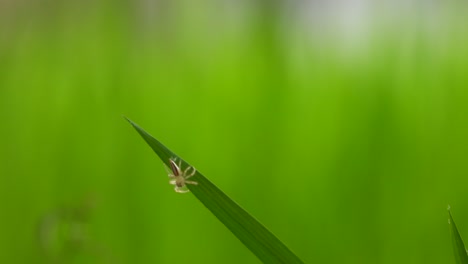 Spinne---Reisgras---Grün---Blatt---Netz