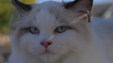 head-shot-close-up-clip-of-a-white-ragdoll-cat-kitten-outdoor-in-sunny-day