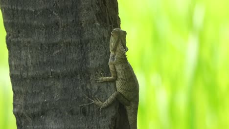 Lizard--waiting-for-food---relaxing-on-tree-