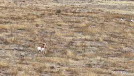 Pronghorn-antelope-running-free-across-the-open-spaces-of-Wyoming-in-2023