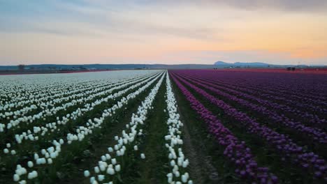 Lateral-flight-over-colorful-Tulip-flowerbed-in-Skagit-Valley-during-sunset-time---Blooming-flowers-in-summer-season