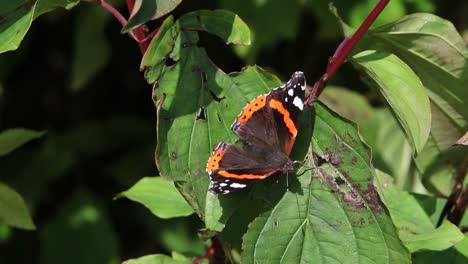 Red-Admiral-Butterfly,-Vanessa-atalanta,-basking-on-leaf