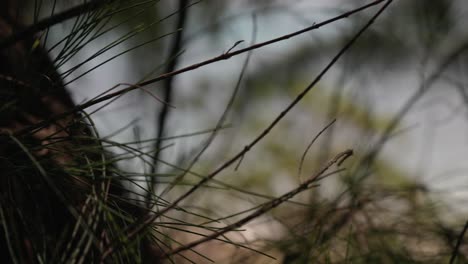 Close-up-view-of-tree-twigs-while-revealing-a-beach-as-a-background