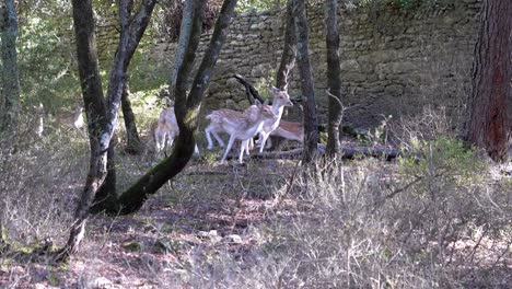 In-a-picturesque-woodland-setting,-small-herd-of-white-fallow-deer-burst-into-sprint
