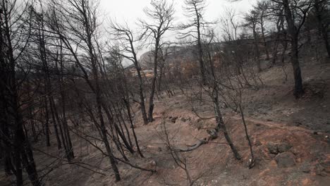 Charred-burnt-trees-remain-standing-on-forested-hillside-of-Parnitha-Greece-after-forest-fire