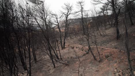 Drone-push-in-between-black-burnt-trees-and-charred-ground-on-mountain-hillside