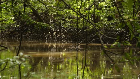 Borneo-mangrove-on-board-a-boat,-water-level-view,-wild-atmosphere