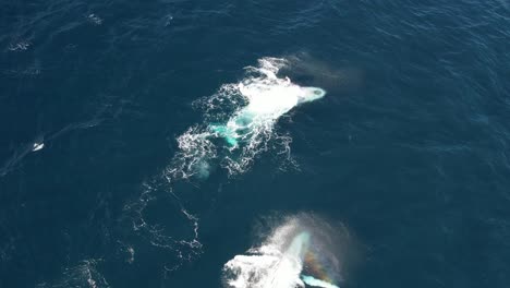 Playful-Humpback-Whales-Slapping-Their-Fins-On-The-Water-In-Summer