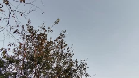 Una-Bandada-De-Espeluznantes-Cuervos-Negros-Alza-El-Vuelo,-Creando-Un-Ambiente-De-Halloween-Sobre-Las-Copas-De-Los-árboles.