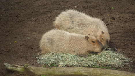Close-view-of-two-capibaras-eating-in-a-zoo