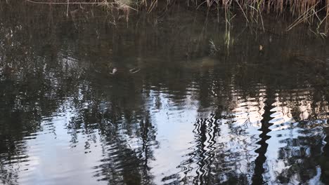 A-Platypus-surfaces-from-an-Australian-Billabong-waterhole-after-foraging-underwater-for-food