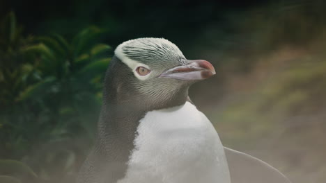 Un-Pingüino-Exhausto-De-Ojos-Amarillos-Al-Atardecer-En-El-Faro-De-Katiki-Point,-Moeraki,-Nueva-Zelanda---Primer-Plano
