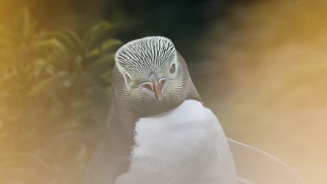A-View-of-an-Observant,-Yellow-eyed-Penguin-at-Sunset-in-Katiki-Point-Lighthouse,-Moeraki,-New-Zealand---Close-Up