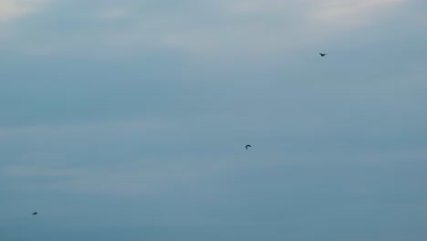 Wildtierszene-Von-Raubwildvögeln-Auf-Dem-Flug-Am-Stimmungsvollen-Himmel