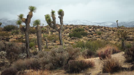 Desert-environment-with-snow-capped-mountains-behind-in-the-area-of-Joshua-Tree