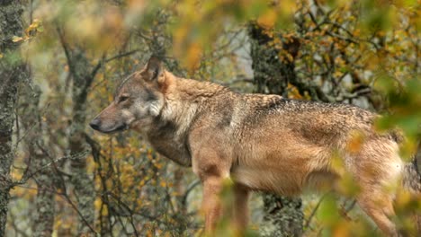 Eurasian-wolf-yawning-in-birch-forest,-Norway---filmed-in-captivity