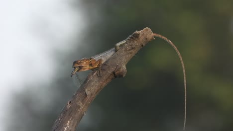 Lizard-Eating--Dragonfly-wind---tail