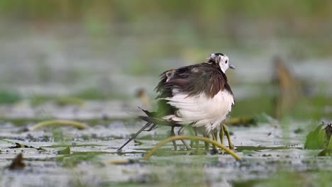 Pheasant-tailed-jacana-Saving-Chicks-under-her-Wings