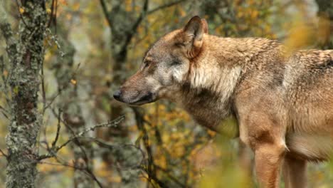 Eurassian-wolf-in-boreal-forest,-Norway---filmed-in-captivity