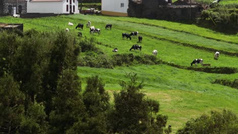 Grass-fed-cattle-graze-on-fertile-pasture-on-São-Miguel,-Azores,-Drone