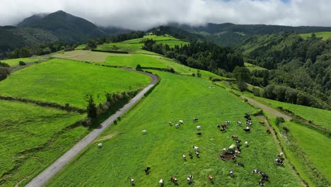 Drone-flies-over-cattle-grazing-in-green-pasture-mountains,-Sao-Miguel,-Azores