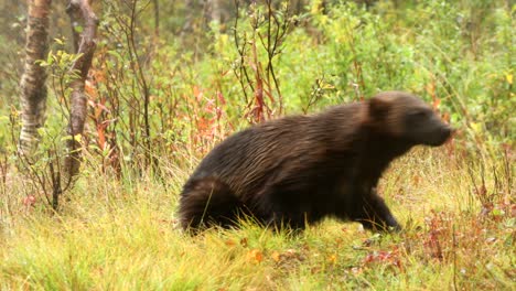 Wolverine-running-off-in-woodland-in-Norway---filmed-in-captivity