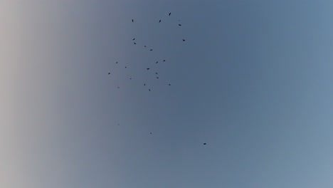 Crows-in-Flight