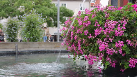 Wunderschöne-Rosa-Blumen-Im-Fischkastenbrunnen,-Wasserbrunnen-In-Ulm,-Deutschland