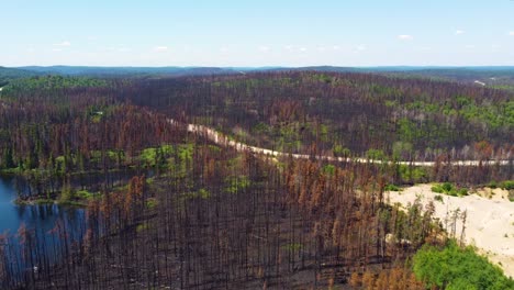 Aerial-drone-shot-rising-high-above-the-tree-tops-revealing-the-burn-landscape-which-is-rejuvenating-after-the-devastating-wildfires-in-Quebec,-Canada