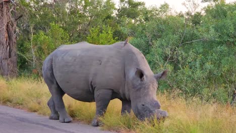 Rinoceronte-Macho-Con-El-Cuerno-Cortado-Para-Disuadir-A-Los-Cazadores-Furtivos-Que-Pastan-Al-Borde-De-La-Carretera