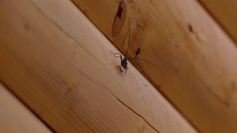 A-sawyer-beetle-sits-on-the-edge-of-a-log-cabin-and-then-jumps-off-and-flies