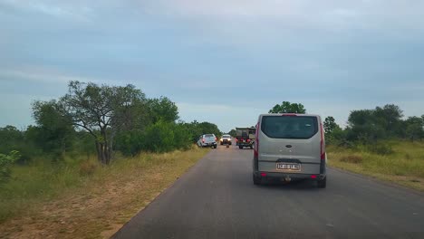 Vehicles-arriving-at-an-interesting-wildlife-sighting-on-a-safari-through-the-Kruger-National-Park,-as-an-wild-dog-sits-in-the-middle-of-the-road,-South-Africa