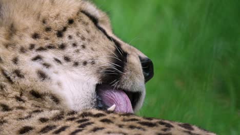 Cheetah-licking-and-cleaning-its-fur-close-up-shot