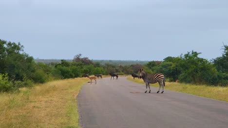 Vida-Silvestre-Cruzando-Una-Carretera-En-El-Parque-Nacional-Kruger,-ñus-Y-Cebras-Viajando-Juntos-Mientras-Pastan-En-La-Exuberante-Sabana,-Sudáfrica