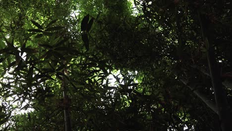 Ein-Stetiger-Blick-Auf-Einen-Marokkanischen-Tropischen-Garten-–-Eine-Sonnige,-Ruhige,-Regenwaldähnliche-Vegetation,-Grüne-Pflanzen-Und-Ihre-Blätter,-Die-Sich-Im-Sommerwind-Bewegen