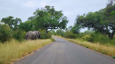 A-mother-African-elephant-walking-along-a-road-with-her-young-in-the-Kruger-National-Park,-South-Africa