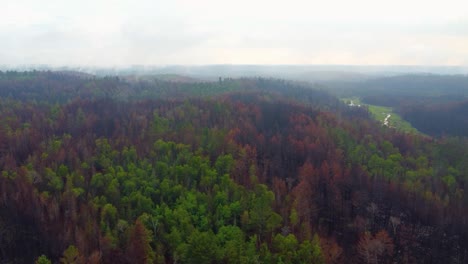 Aerial-drone-shot-flying-high-above-the-forest-treetops-travelling-through-smoke-caused-by-smouldering-wildfires-in-Massey,-Canada