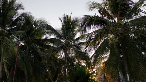 Palme-Mit-Kokosnüssen-Vor-Einem-Wolkenlosen-Blauen-Himmel-Im-Sonnenschein,-Thailand