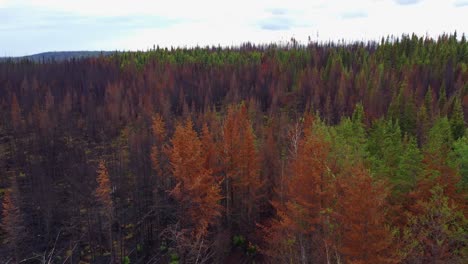 Aerial-shot-passing-over-the-treetops-of-a-forest,-the-echo-system-and-landscape-rejuvenating-after-recent-devastating-forest-fires-which-swept-through-the-city-of-Lebel-Sur-Quévillon,-Québec,-Canada