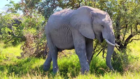 Ein-Junger-Afrikanischer-Elefantenmännchen-Ist-Teil-Einer-Herde,-Die-Auf-Savannenwiesen-Weidet