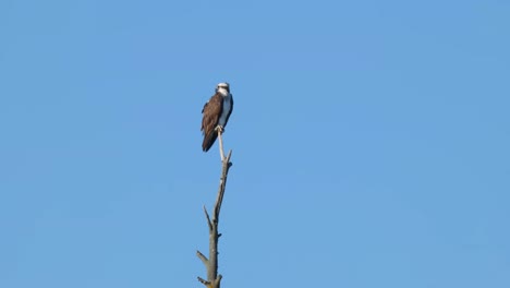 An-Osprey-perched-on-a-branch-turns-his-head-looking-out-over-the-river-in-Island-Park-Idaho