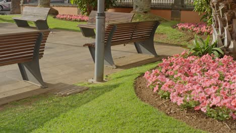 Peaceful-park-with-benches,-palm-and-pink-flowers-nearby-Iglesia-de-la-Concepción
