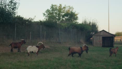 Herd-of-brown-and-white-goats-secured-behind-fencing-in-their-own-compound