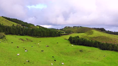 Vacas-Pastando-En-Un-Prado-Verde-Casi-Floreciente