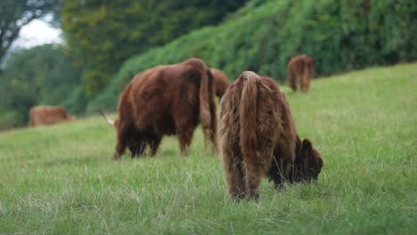 Few-Highland-Cows-In-Green-Field
