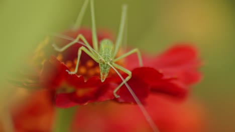 Front-view-of-Green-bush-cricket-Sitting-on-Blooming-Helenium-Sneezeweed-red-flower-against-blurred-background