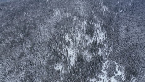 Fliegen-An-Einem-Kalten-Wintertag-über-Den-Schneebedeckten-Kiefernwald,-Blick-Von-Oben-Nach-Unten