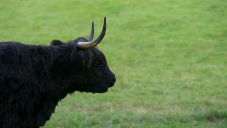 Side-On-Black-Highland-Cow-Walking-Out-Of-Frame-On-Green-Field