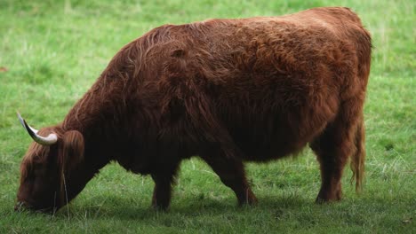 Big-Highland-Cattle-Cows-Graze-On-A-Summer-Pasture-Green-Grass